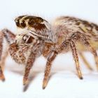 Springspinne - Salticida