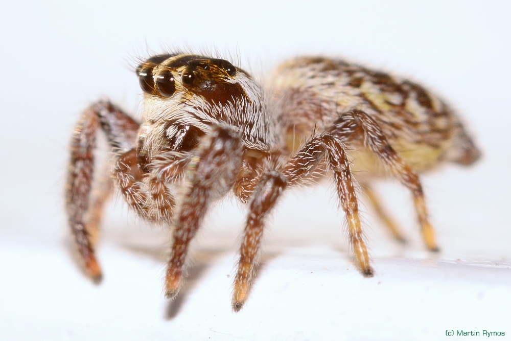 Springspinne - Salticida