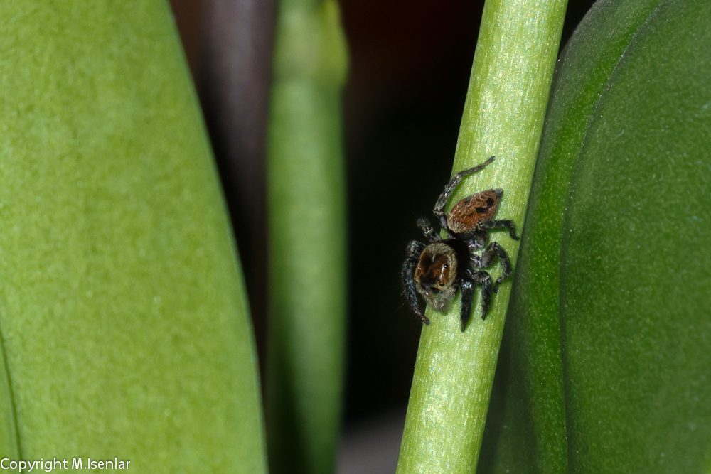 Springspinne (Salticida)