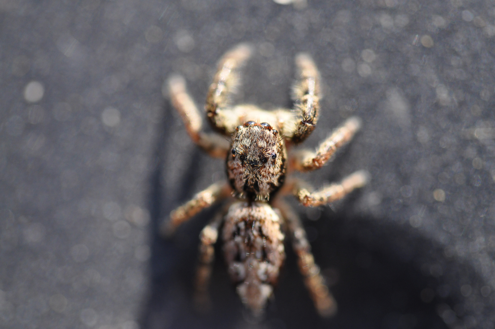 Springspinne (Salticidae)