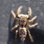 Springspinne (Salticidae)