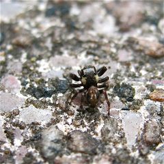 Springspinne, Salticidae ... mit Unschärfe - leider1