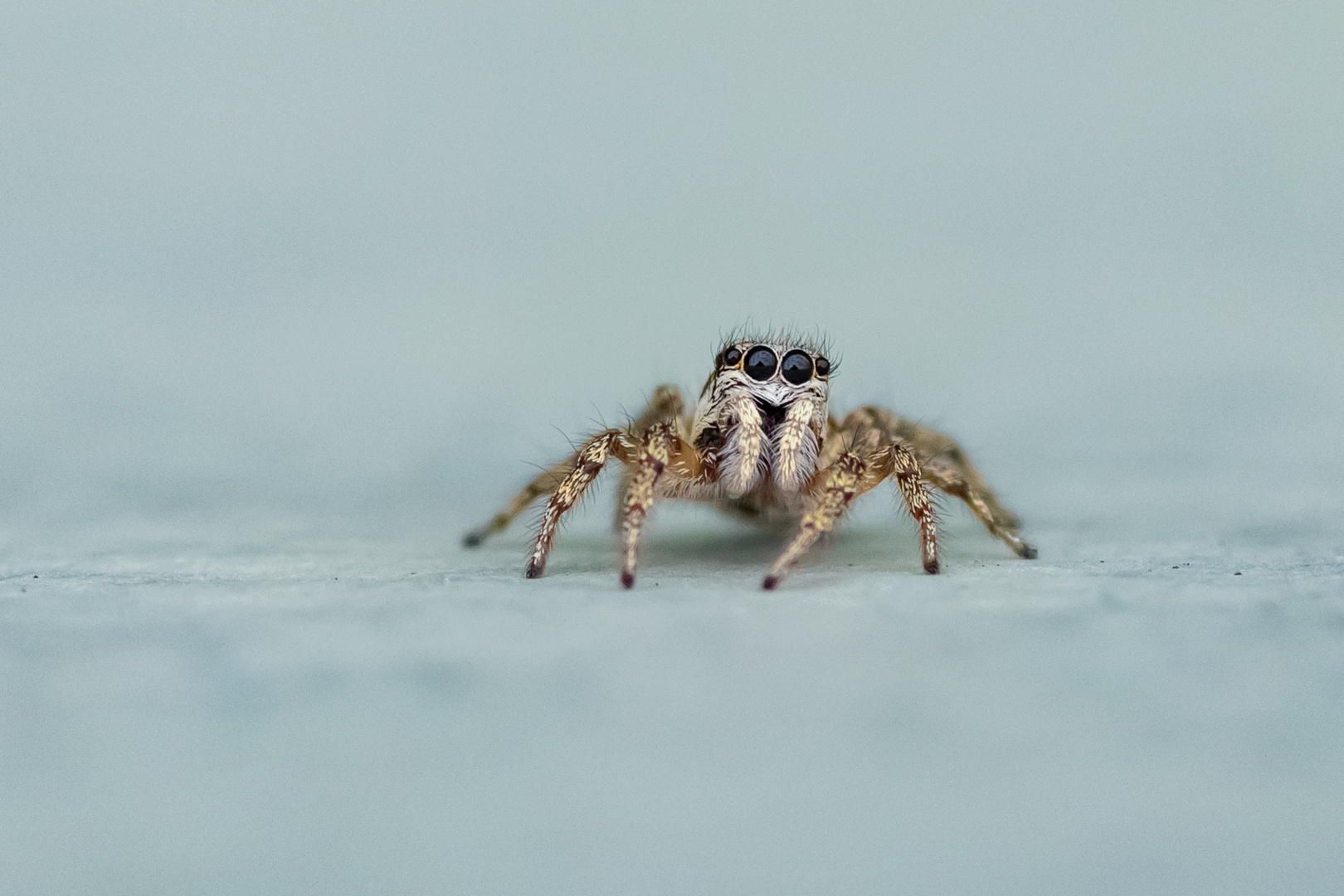 Springspinne - Salticus Scenicus