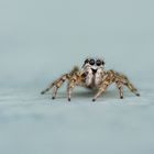 Springspinne - Salticus Scenicus