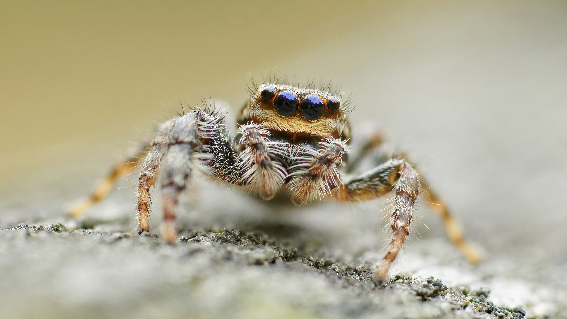 Springspinne - sie hat mich im Blick