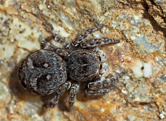  Springspinne (Sitticus rupicola), eine typische Gebirgsart. - Cette araignée mesure env. 5-7 mm. 
