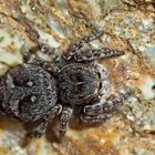  Springspinne (Sitticus rupicola), eine typische Gebirgsart. - Cette araignée mesure env. 5-7 mm. 