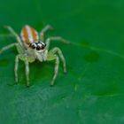 Springspinne sp. aus dem Tropischen Regenwald von Borneo