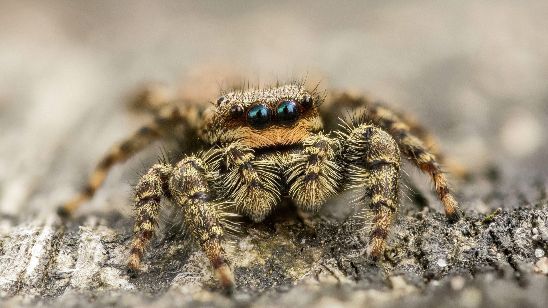 Springspinne Stackaufnahme