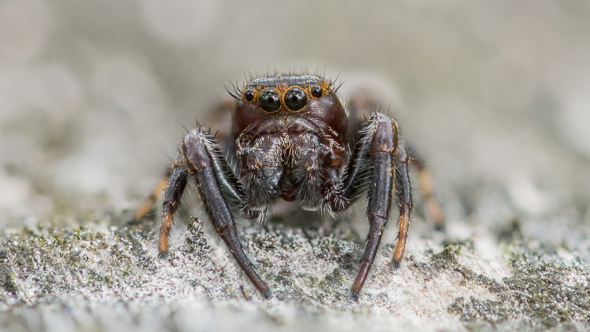 Springspinne Stackaufnahme