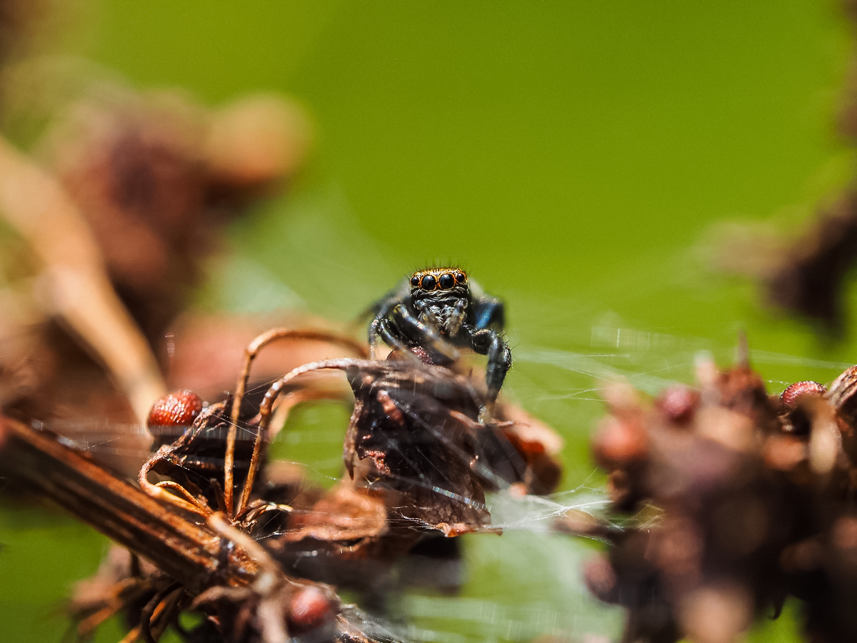 Springspinne - thronend auf ihrem Nest