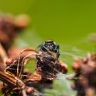 Springspinne - thronend auf ihrem Nest