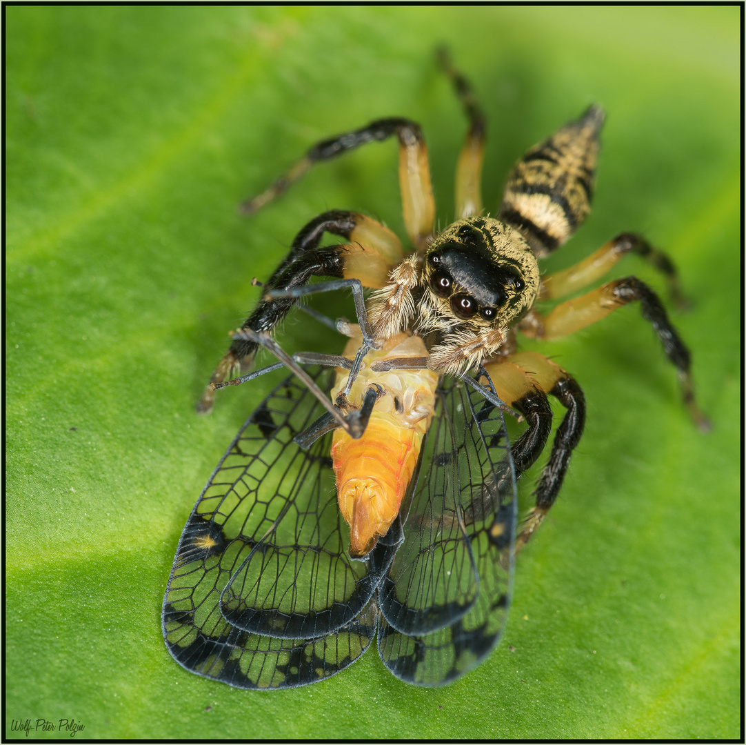 Springspinne überwältigt Zikade (Costa Rica)