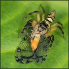 Springspinne überwältigt Zikade (Costa Rica)