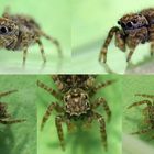 Springspinne - vielleicht Aelurillus v-insignitus ?