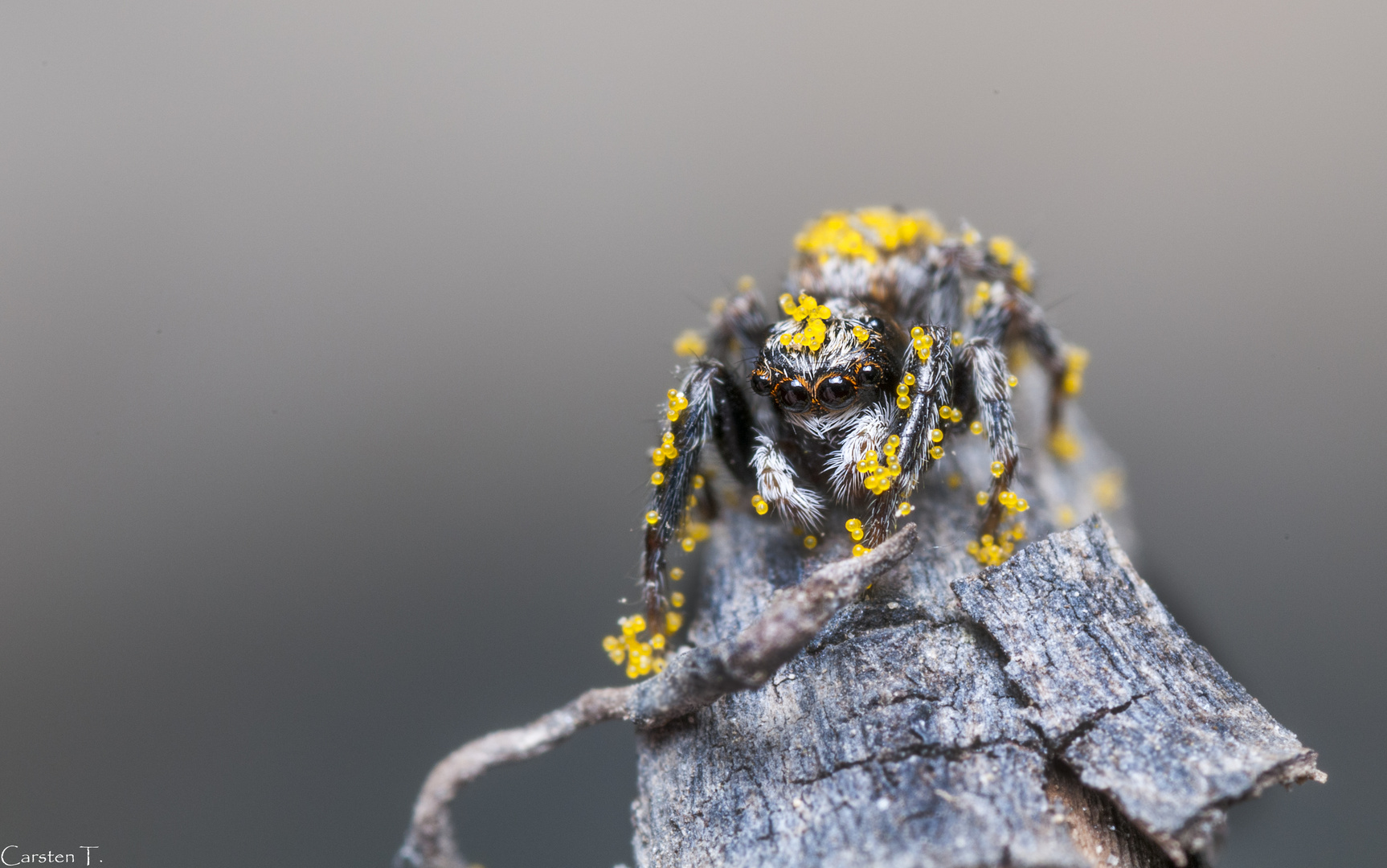 Springspinne voller Pollen