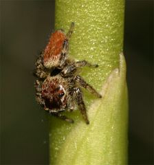 Springspinne von oben