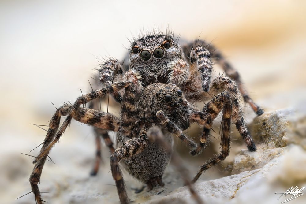 Springspinne vs. Wolfspinne