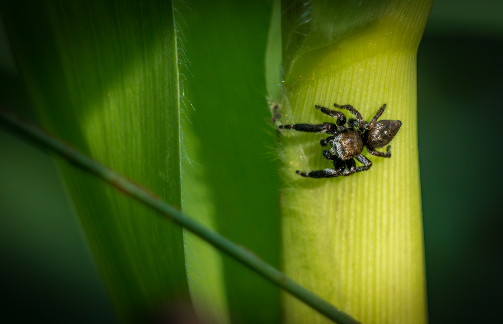 "SPRINGSPINNE" - wenn ich recht vermute?