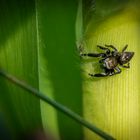 "SPRINGSPINNE" - wenn ich recht vermute?