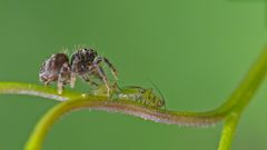 Springspinne  (Yllenus vittatus)