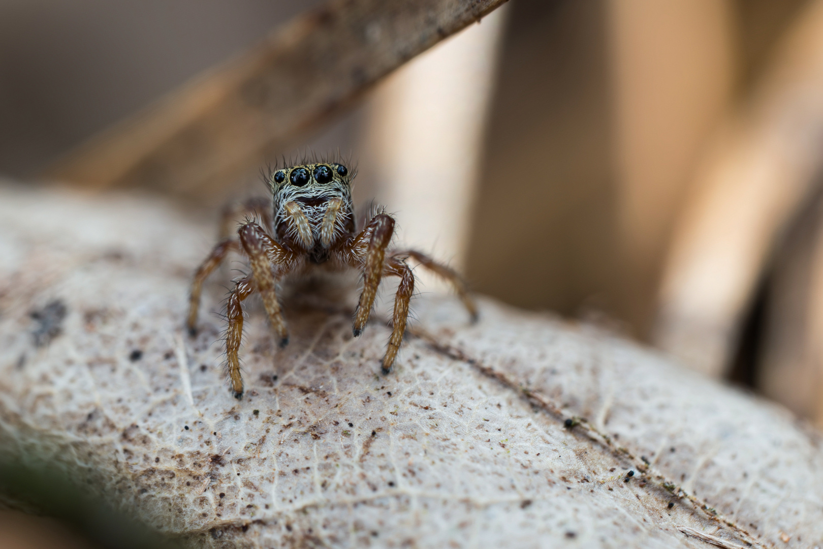 Springspinne- (Yllenus vittatus)