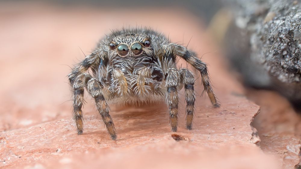 Springspinne (Yllenus vittatus)