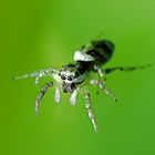  Springspinne- Zebraspringspinne - (Salticus scenicus)