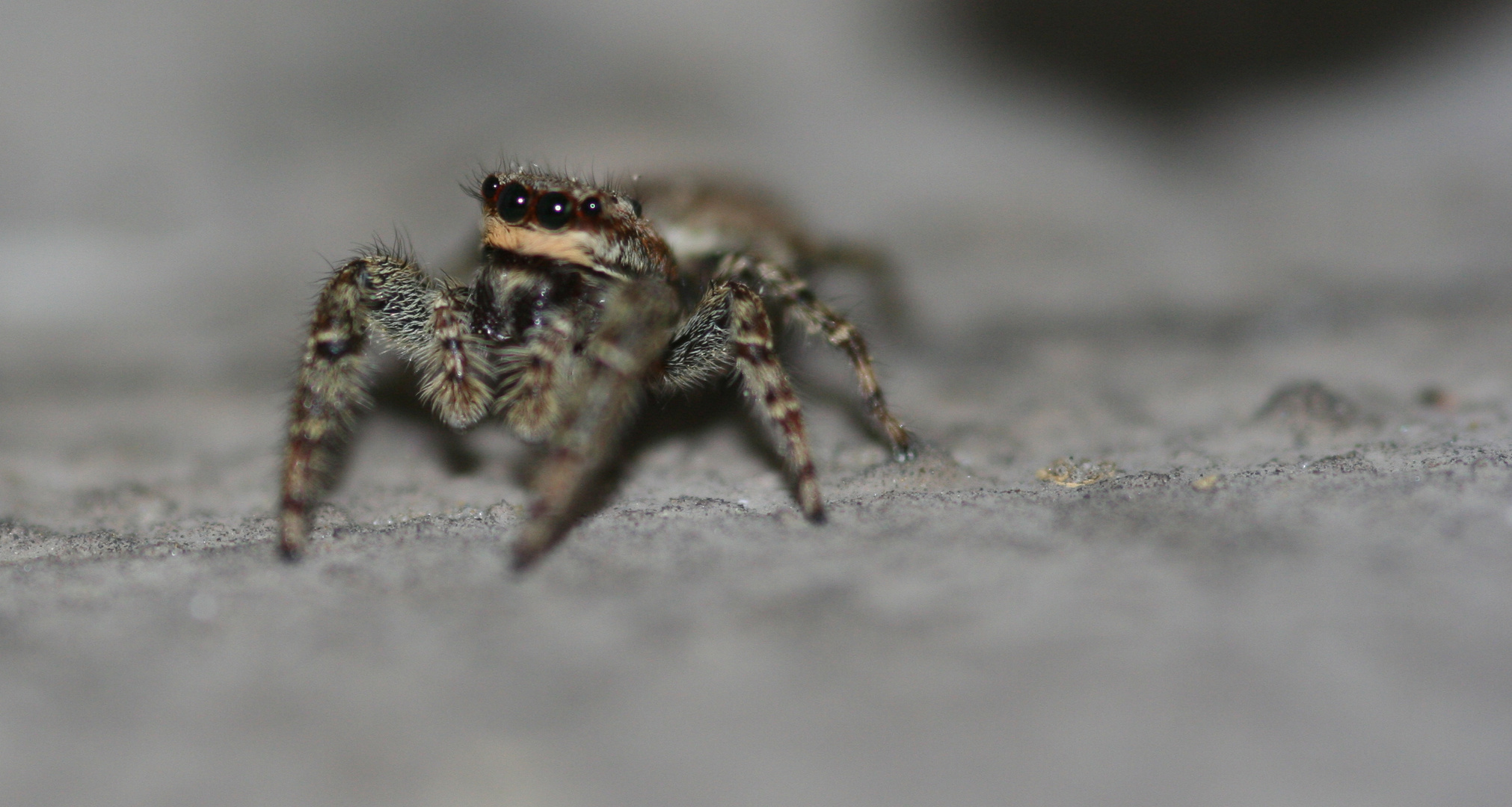 Springspinne zweite Aufnahme