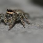 Springspinne zweite Aufnahme