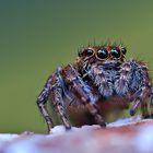 Springspinne_09