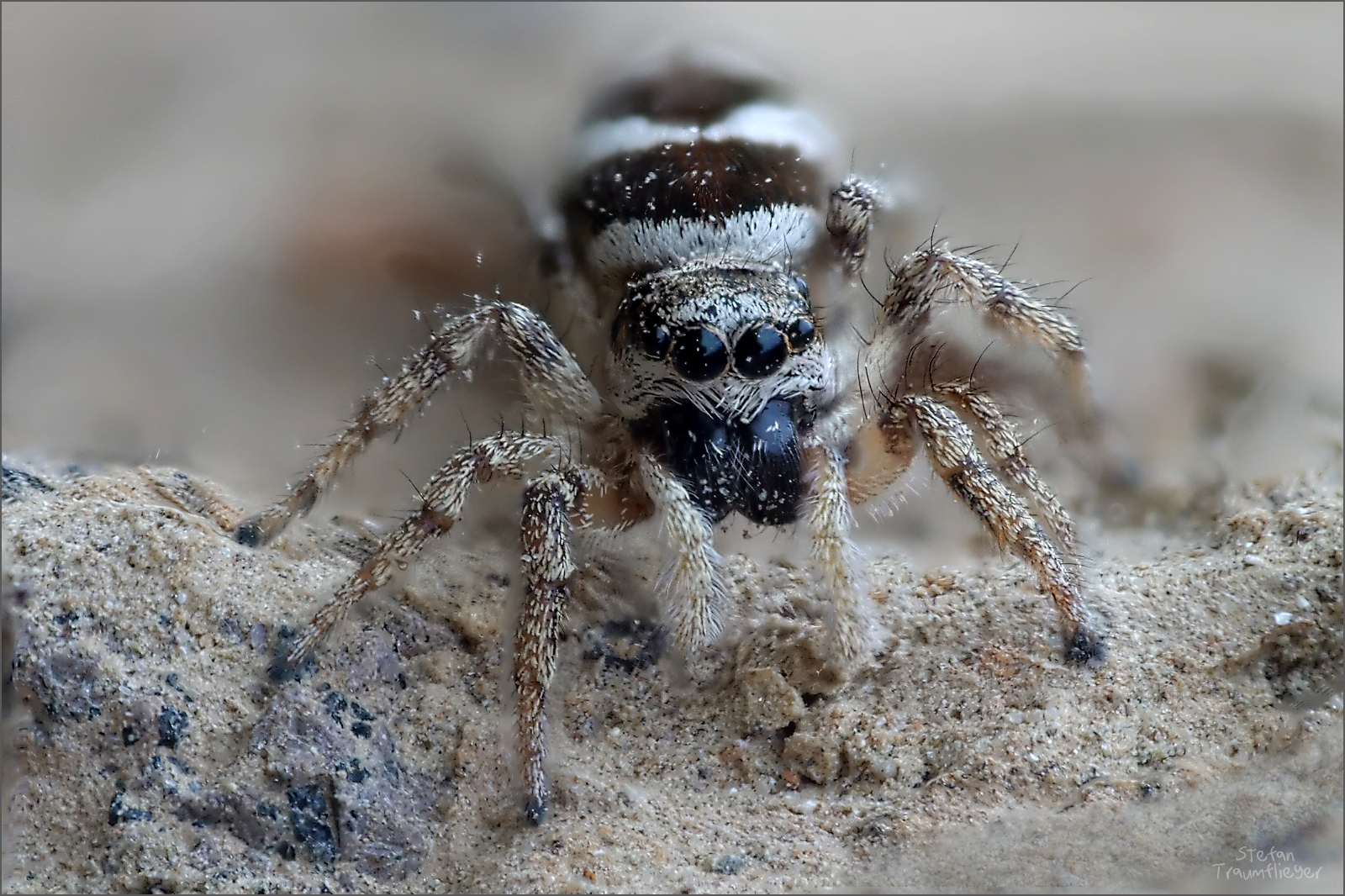 At the edge of our. Springspinne . springspinne_13 Foto & Bild | tiere, wildlife, spinnen ...