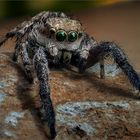 springspinne_2