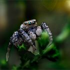 springspinne_2021_1