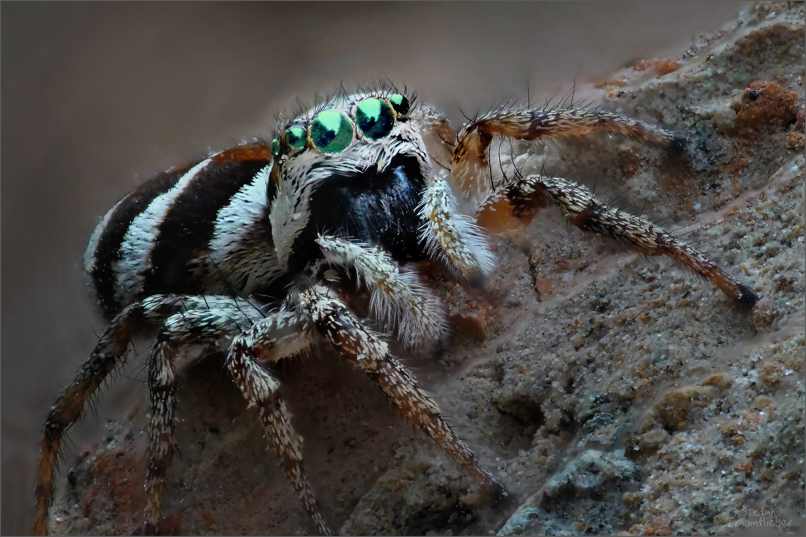 Jacen solo hielt sich einige exemplare als haustiere. Springspinne . springspinne_6 Foto & Bild | tiere, wildlife, spinnen ...
