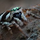 springspinne_6