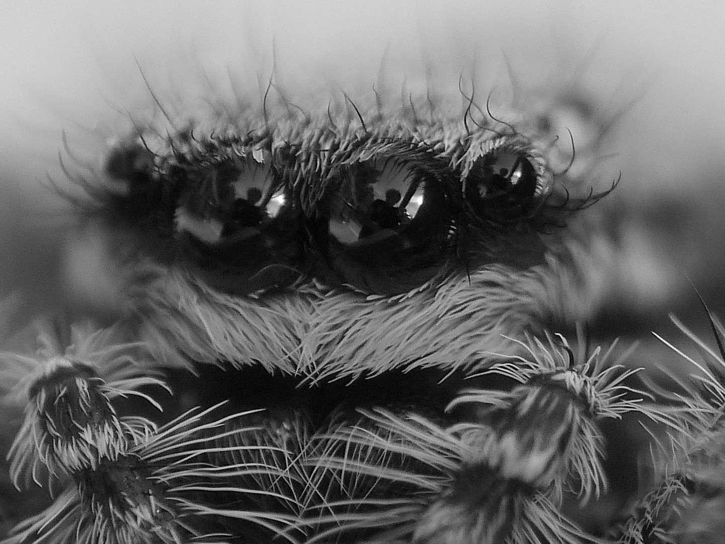 Springspinne....BW