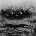 Springspinne....BW