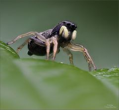 Springspinnen-Alarm!