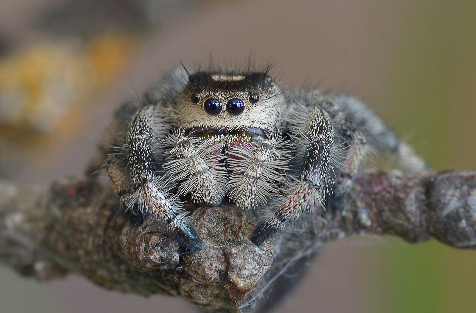 Springspinnen Phidippus 