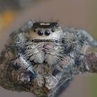 Springspinnen Phidippus 