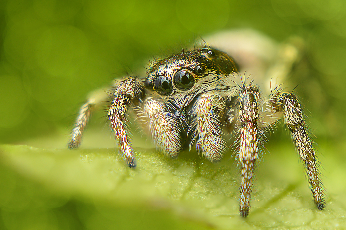 Springspinnen Portrait Foto & Bild tiere, wildlife, spinnen Bilder auf