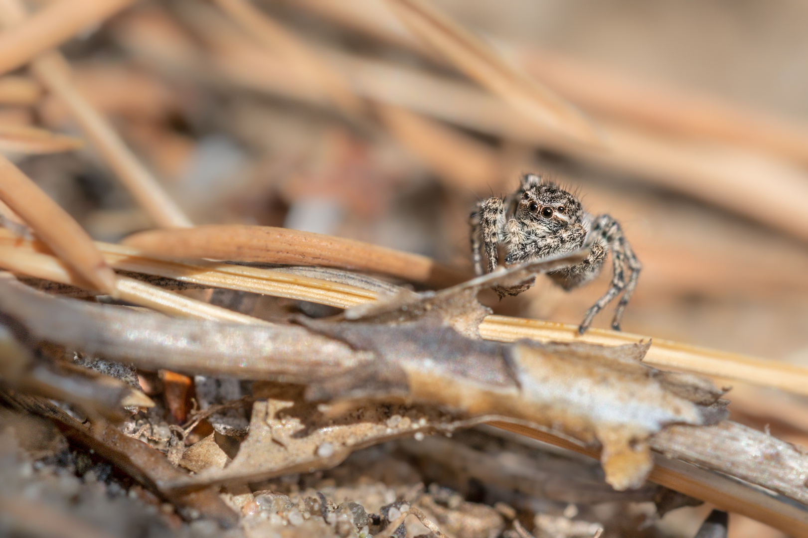 Springspinnen (Salticidae)