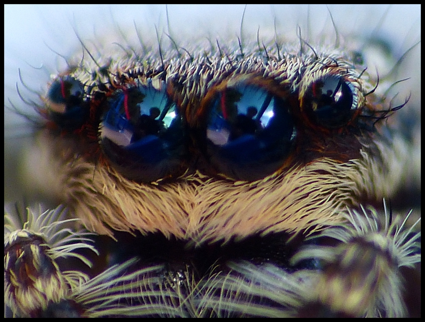 Springspinne...tolle Augen.