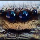 Springspinne...tolle Augen.