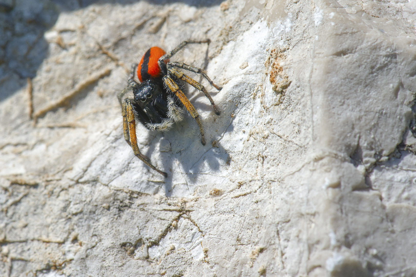 Springspinne..Was für eine?