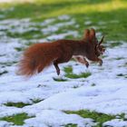 Springt gut rein ins neue Jahr!