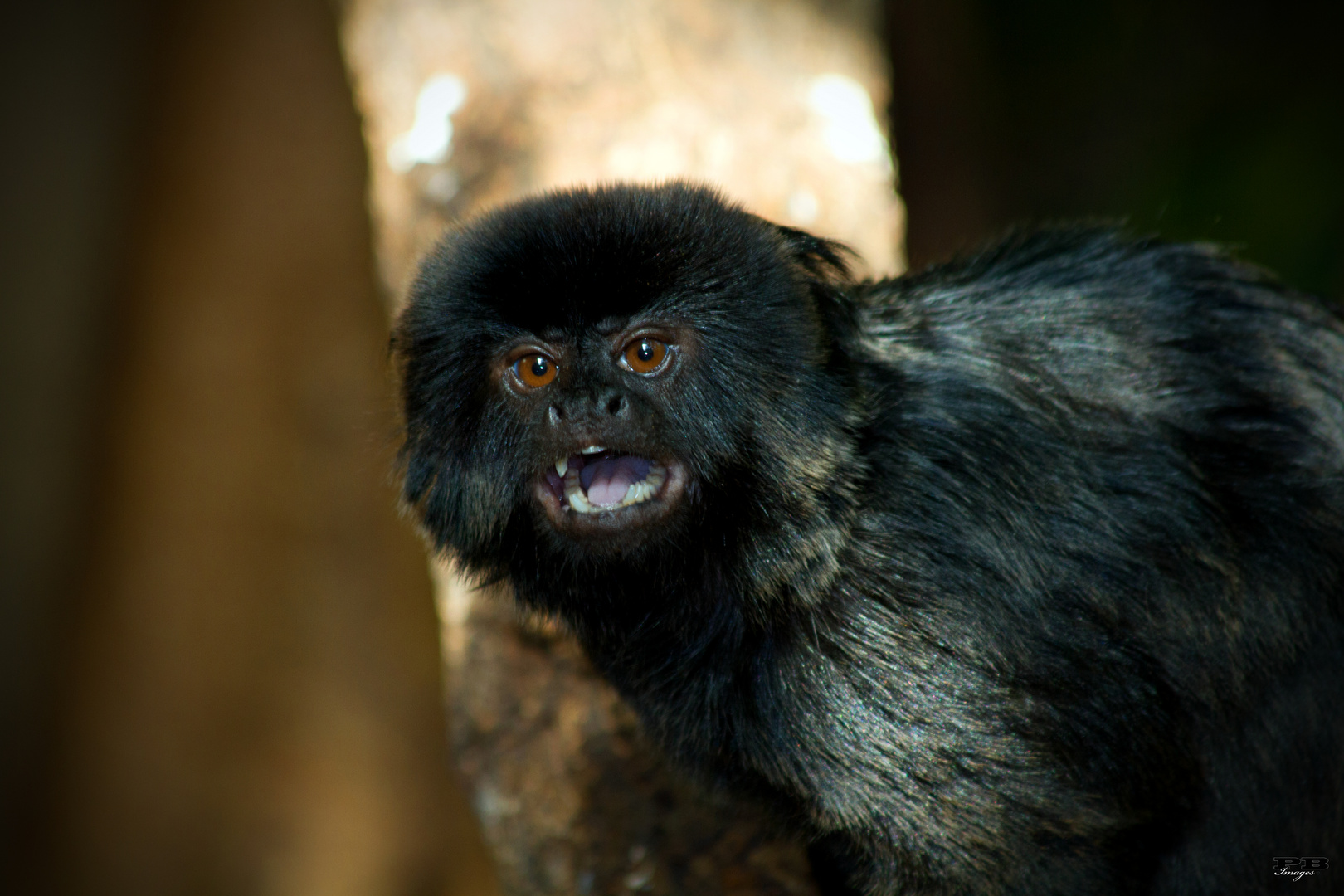 Springtamarin