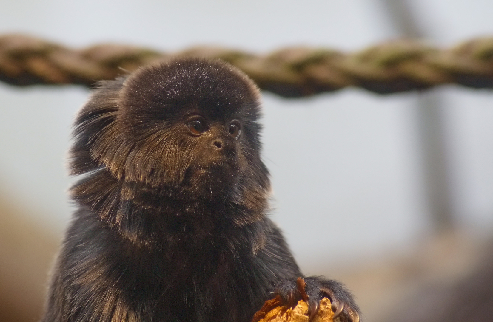 Springtamarin