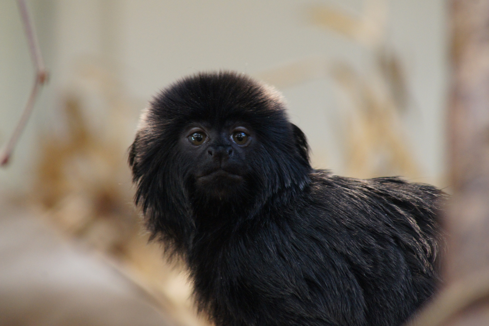 Springtamarin